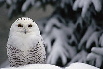 Snowy Owl (Nyctea scandiaca) camouflaged against snow, North America