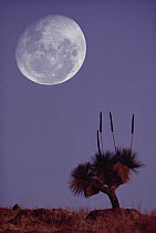 Grass Tree (Xanthorrhoea preissii) and full moon, Flinders Range National Park, Australia