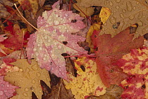 Fall leaf pattern close up, eastern hardwood forest, Allegheny National Forest, Pennsylvania