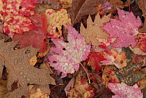 Fall leaf pattern close-up, eastern hardwood forest, Allegheny National Forest, Pennsylvania