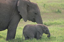 African Elephant (Loxodonta africana) mother and baby, Amboseli National Park, Kenya