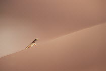 Anchieta's Desert Lizard (Meroles anchietae) on slip face of sand dune, Namib-Naukluft National Park, Namib Desert, Namibia