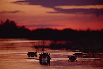 Hippopotamus (Hippopotamus amphibius) group in river at sunset, Moremi Wildlife Reserve, Linyanti River, Botswana