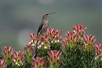 Cape Sugarbird (Promerops cafer) male perching on Protea flowers (Mimetes protea), Kirstenbosch Garden, South Africa