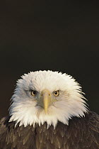Bald Eagle (Haliaeetus leucocephalus) portrait, North America