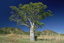 Australian Baobab (Adansonia gregorii) tree growing on grasslands, Western Australia