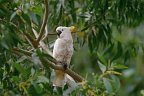 Sulphur-crested Cockatoo (Cacatua galerita) perching on branch, New Guinea