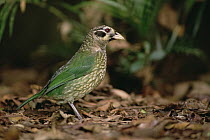 Green Catbird (Ailuroedus crassirostris) portrait, coastal southeast Australia