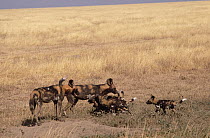 African Wild Dog (Lycaon pictus) family at den, South of Sahara Desert, Africa
