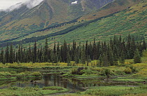 Taiga vegetation and pond, Chugach National Forest, Alaska