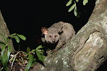 Thick-tailed Bush Baby (Otolemur crassicaudatus) in tree, Maputaland Coastal Forest Reserve, South Africa