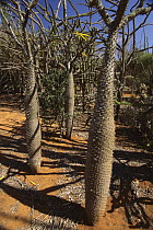 Rutenberg's Pachypodium (Pachypodium rutenbergianum) forest in arid region, Madagascar