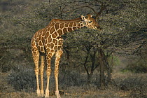Reticulated Giraffe (Giraffa reticulata) browsing on Acacia (Acacia drepanolobium) trees, Lewa Wildlife Conservancy, Kenya