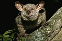 Thick-tailed Bush Baby (Otolemur crassicaudatus) in tree at night, Maputaland Coastal Forest Reserve, South Africa