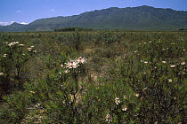 Dagger-leaf (Protea mucronifolia) in lowland fynbos, South Africa