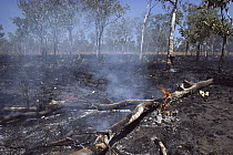 Bush fire burning dry grasses and eucalyptus trees, Kakadu National Park, Australia