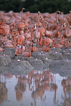 Greater Flamingo (Phoenicopterus ruber) group at waters edge, Inagua National Park, Bahamas