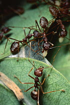 Weaver Ant (Oecophylla longinoda) workers using larvae silk to weave nest from Water Berry (Syzygium cordatum) leaves, Maputaland Coastal Forest Reserve, South Africa