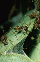 Weaver Ant (Oecophylla longinoda) workers using larvae silk to weave nest from water berry leaves, Maputaland Coastal Forest Reserve, South Africa