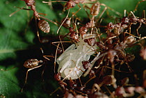 Weaver Ant (Oecophylla longinoda) workers preparing queen for nest weaving, Maputaland Coastal Forest Reserve, South Africa