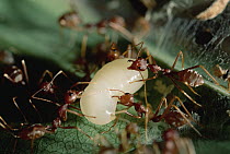 Weaver Ant (Oecophylla longinoda) workers with larva, Maputaland Coastal Forest Reserve, South Africa
