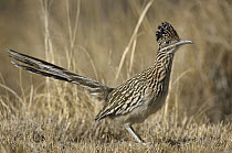 Greater Roadrunner (Geococcyx californianus), Bosque del Apache National Wildlife Refuge, New Mexico