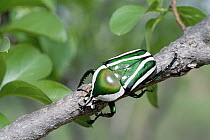 Emerald Fruit Chafer Beetle (Dicronorrhina derbyana) on branch, Zambezi National Park, Zimbabwe