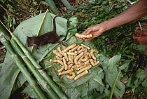Red Palm Weevil (Rhynchophorus ferrugineus) larvae and Wallaby being prepared for cooking, Kasua Bush Camp, southeastern slope, Mt Bosavi, Papua New Guinea