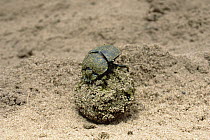 Dung Beetle (Scarabaeidae) rolling dung ball, Maputaland Coastal Forest Reserve, South Africa