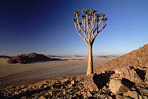 Quiver Tree (Aloe dichotoma) at dawn, Namib-Naukluft National Park, Namibia