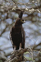 Long-crested Eagle (Lophaetus occipitalis) perching in Whistling Thorn (Acacia drepanolobium) acacia tree Serengeti National Park, Tanzania