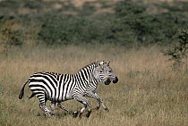 Burchell's Zebra (Equus burchellii) pair running, Masai Mara National Reserve, Kenya