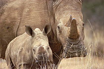 White Rhinoceros (Ceratotherium simum) mother and calf, Lewa Wildlife Conservancy, Kenya