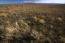 Native Chihuahuan Desert grassland near San Pedro, Chihuahuan Desert, Mexico