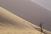 Camelthorn (Alhagi maurorum) in sand dune of dead veil near Sossusvlei, Namib-Naukluft National Park, Namibia