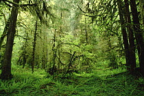 Temperate rainforest, Hoh River Valley, Olympic National Forest, Washington