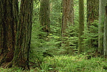 Douglas Fir (Pseudotsuga menziesii) old growth forest, Vancouver Island, British Columbia, Canada