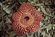 Rafflesia (Rafflesia keithii) growing on rainforest floor, Borneo