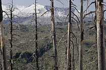 Crater and summit seen thru 1980 eruption damaged forest, Mount St Helens National Volcanic Monument, Washington