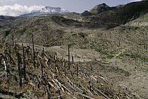 Eruption destruction, Bean Creek Valley, Mount St Helens National Volcanic Monument, Washington