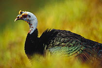 Ocellated Turkey (Meleagris ocellata) portrait, side view, native from Mexico to Central America