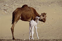 Dromedary (Camelus dromedarius) camel mother with two day old baby, Oasis Dakhia, Sahara, Egypt