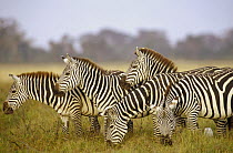 Burchell's Zebra (Equus burchellii) herd grazing, Amboseli National Park, Kenya