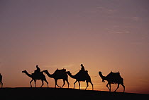 Modern Egyptians riding domesticated camels across desert near the pyramids of Giza at sunset, Cairo, Egypt