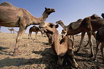 Dromedary (Camelus dromedarius) camels, Oasis Dakhia, Sahara, Egypt