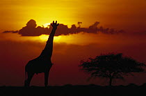 Masai Giraffe (Giraffa tippelskirchi) silhouetted at sunrise, Serengeti National Park, Tanzania