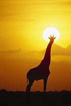 Masai Giraffe (Giraffa tippelskirchi) silhouetted at sunrise, Serengeti National Park, Tanzania