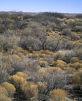 Lowland chaparral in the Rio Grande River Valley, Bosque del Apache National Wildlife Refuge, New Mexico