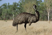 Emu (Dromaius novaehollandiae) walking through dry grass, Australia