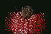 Honey Possum (Tarsipes rostratus) feeding on flowering Scarlet Banksia (Banksia coccinea), Western Australia